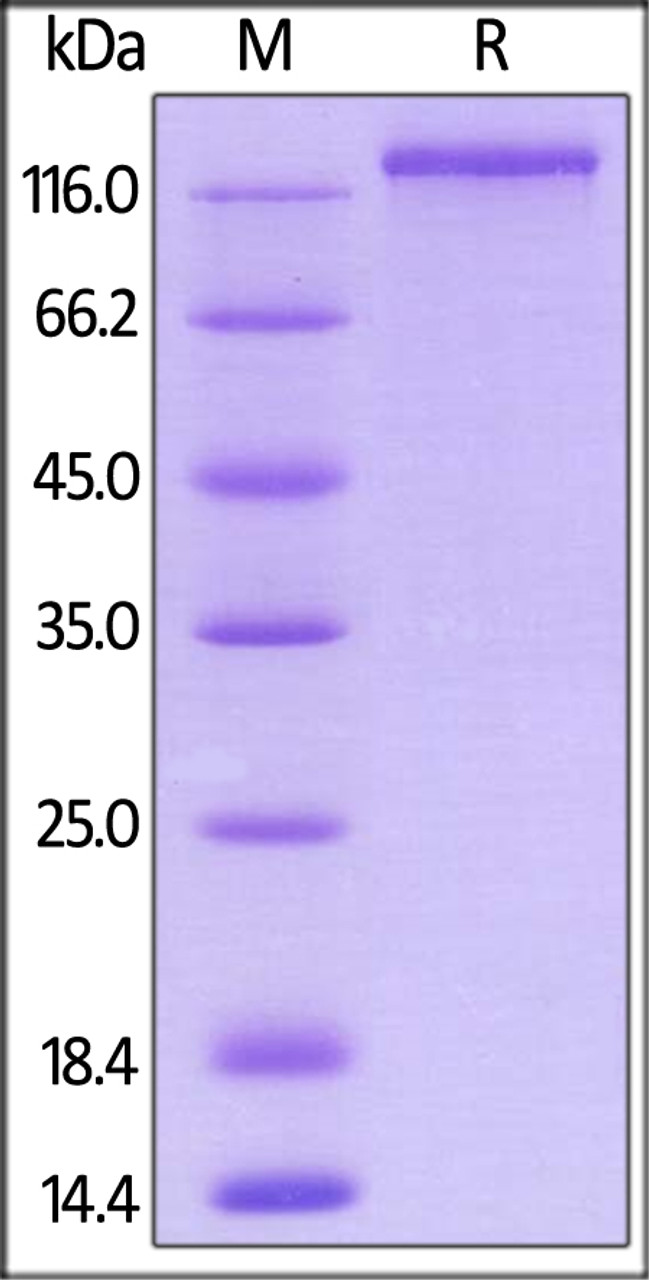 Mouse NRP1, Mouse IgG2a Fc Tag, low endotoxin on SDS-PAGE under reducing (R) condition. The gel was stained overnight with Coomassie Blue. The purity of the protein is greater than 90%.