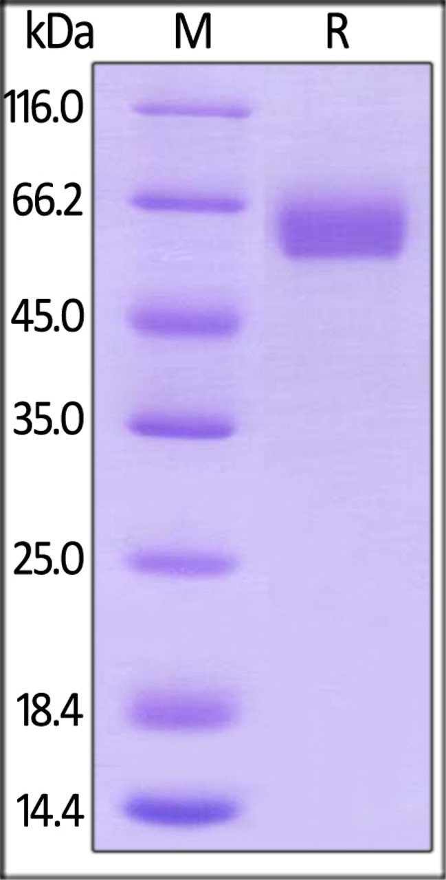 Human B7-H5, Mouse IgG2a Fc Tag, low endotoxin on SDS-PAGE under reducing (R) condition. The gel was stained overnight with Coomassie Blue. The purity of the protein is greater than 95%.