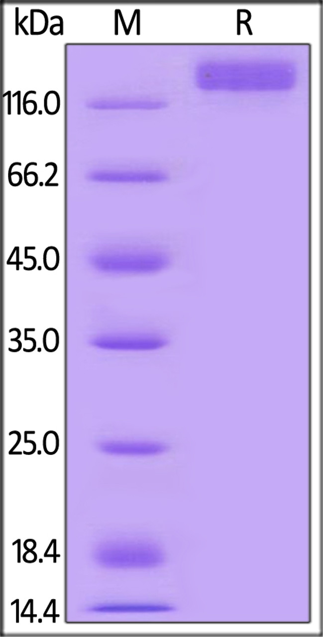 Mouse VEGF R2, Mouse IgG2a Fc Tag, low endotoxin on SDS-PAGE under reducing (R) condition. The gel was stained overnight with Coomassie Blue. The purity of the protein is greater than 95%.