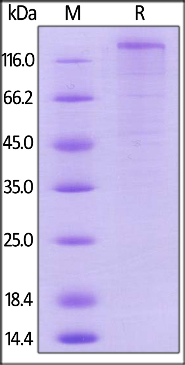 Mouse VEGF R1, Mouse IgG2a Fc Tag, low endotoxin on SDS-PAGE under reducing (R) condition. The gel was stained overnight with Coomassie Blue. The purity of the protein is greater than 85%.