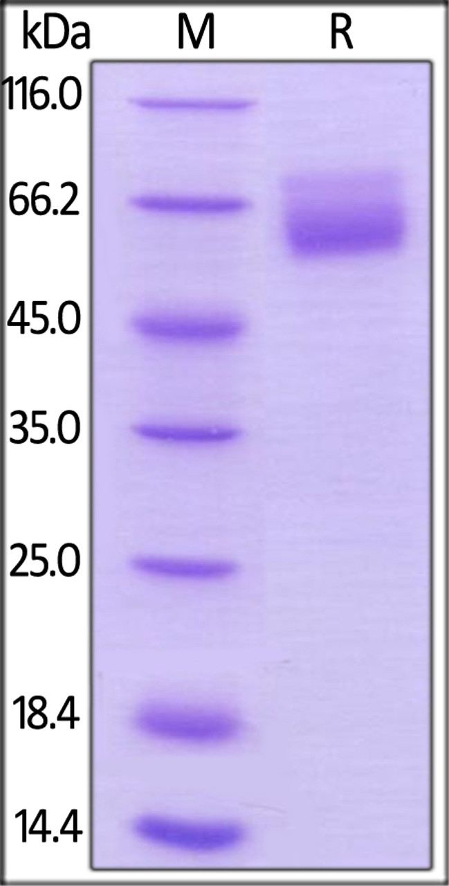 Human HVEM, Mouse IgG2a Fc Tag, low endotoxin on SDS-PAGE under reducing (R) condition. The gel was stained overnight with Coomassie Blue. The purity of the protein is greater than 95%.