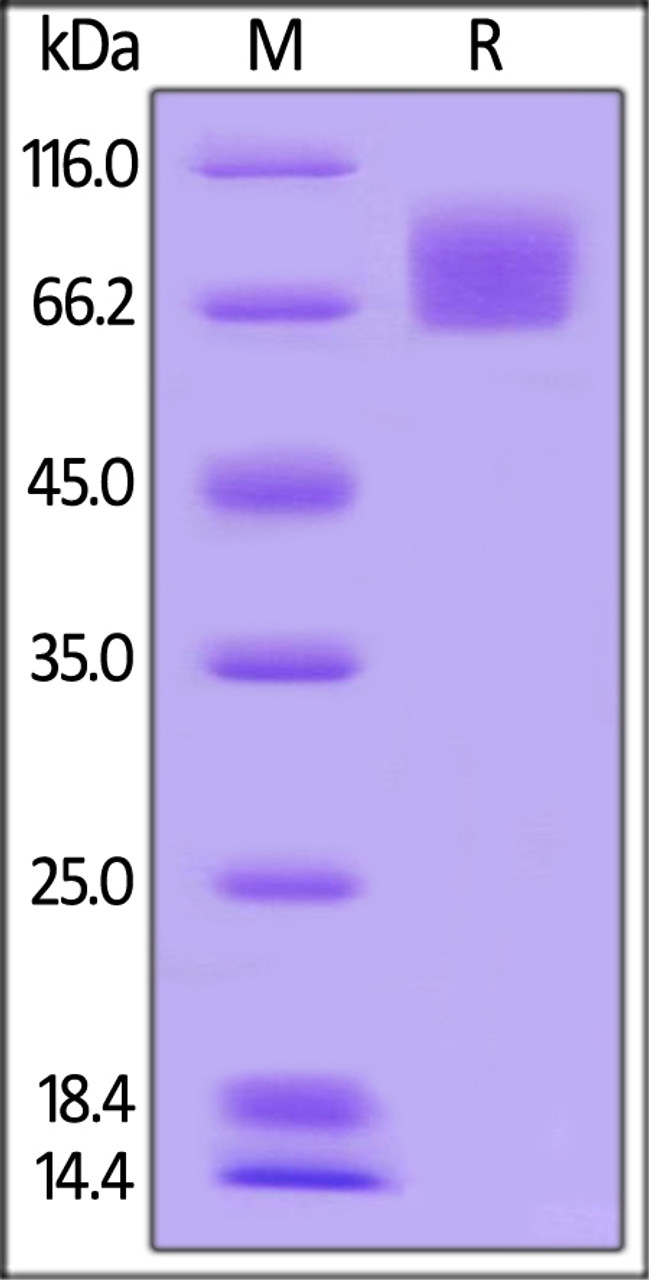 Human B7-1, Mouse IgG2a Fc Tag, low endotoxin on SDS-PAGE under reducing (R) condition. The gel was stained overnight with Coomassie Blue. The purity of the protein is greater than 95%.