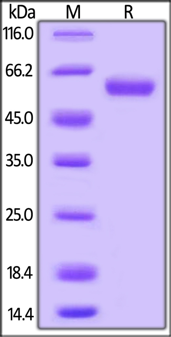 Rhesus macaque LAIR-1, Mouse IgG2a Fc Tag on SDS-PAGE under reducing (R) condition. The gel was stained overnight with Coomassie Blue. The purity of the protein is greater than 95%.