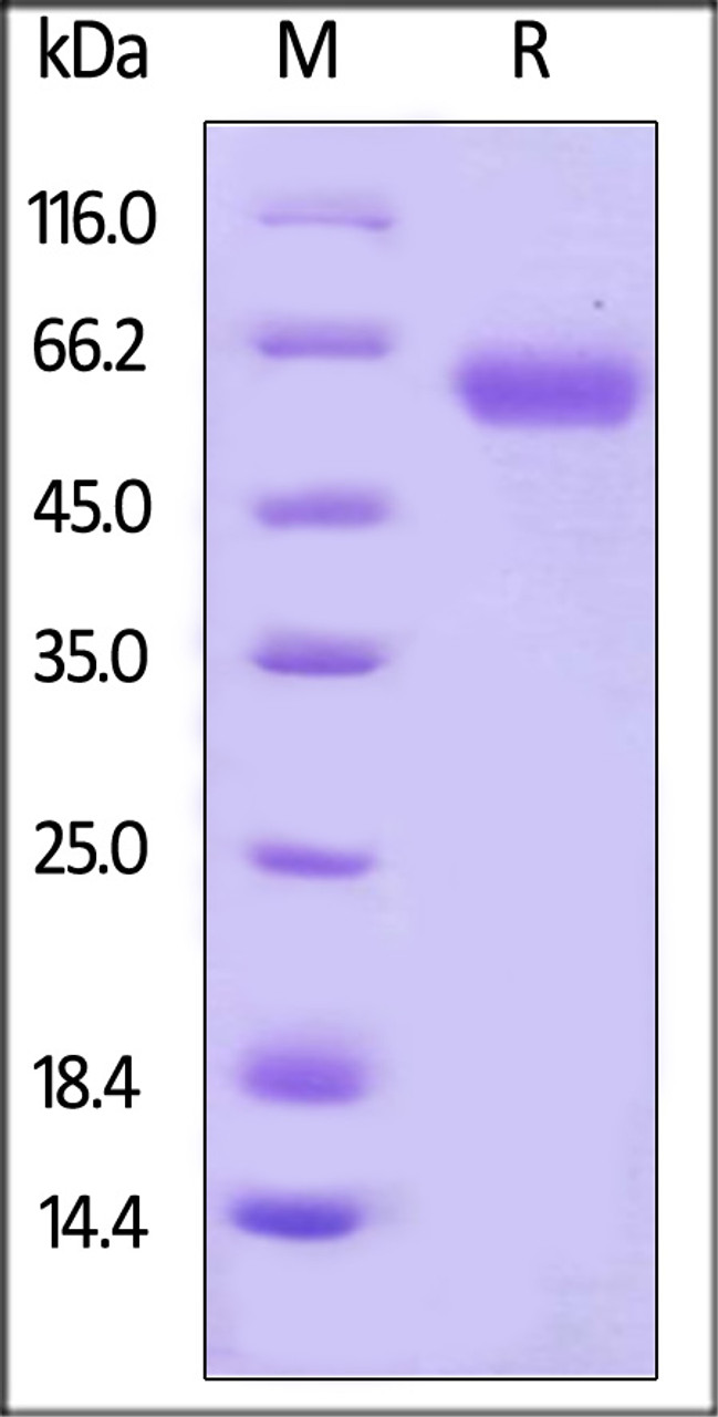Human CD48, Fc Tag on SDS-PAGE under reducing (R) condition. The gel was stained overnight with Coomassie Blue. The purity of the protein is greater than 95%.