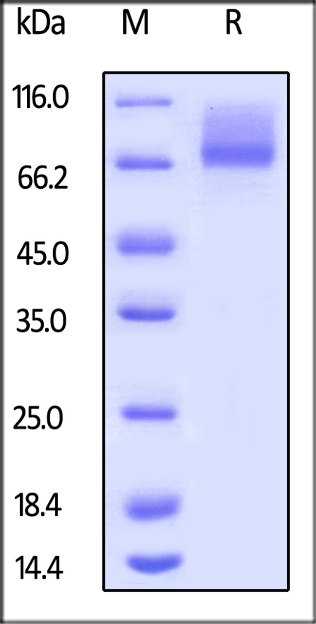 Human IL-7 R alpha, Mouse IgG2a Fc Tag on SDS-PAGE under reducing (R) condition. The gel was stained overnight with Coomassie Blue. The purity of the protein is greater than 90%.