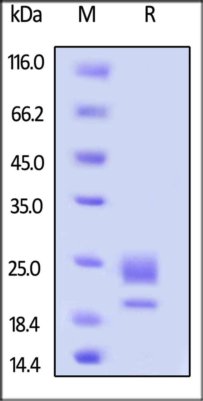 Mouse OX40 Ligand, His Tag on SDS-PAGE under reducing (R) condition. The gel was stained overnight with Coomassie Blue. The purity of the protein is greater than 90%.