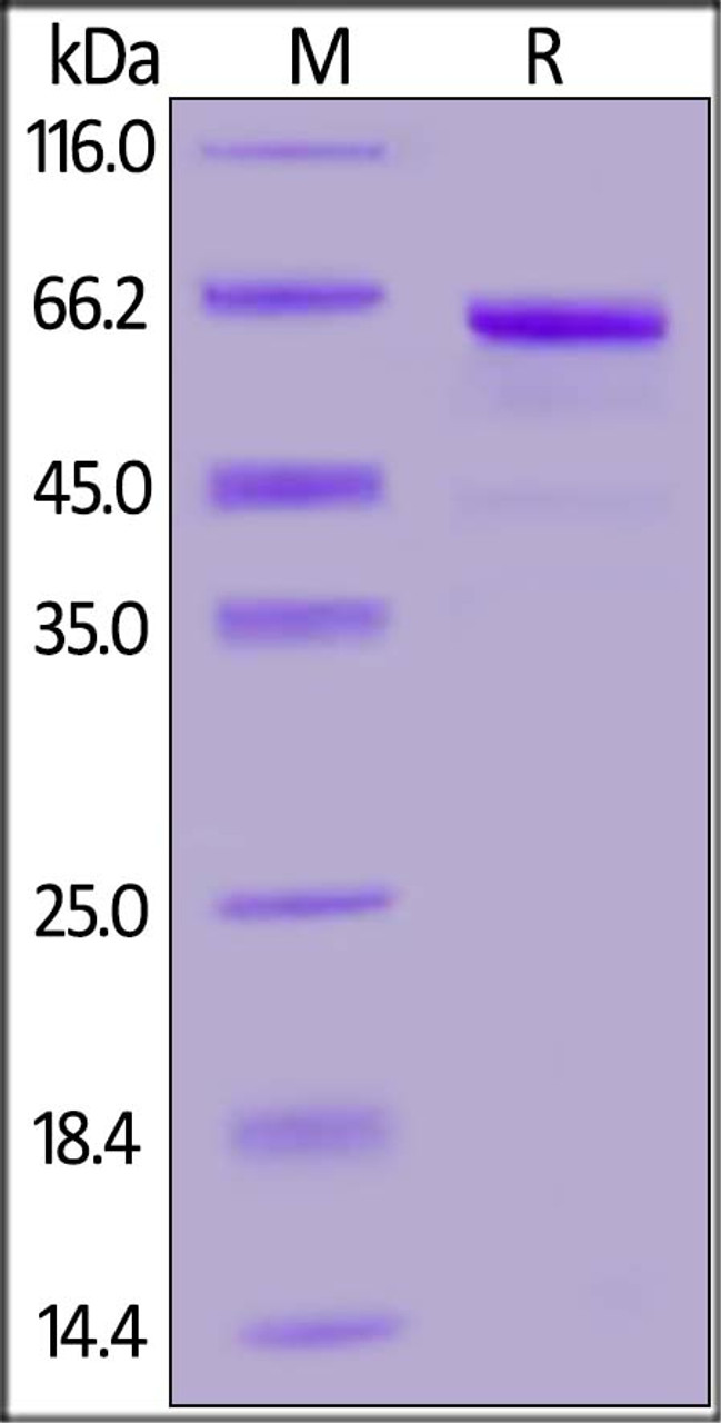 Human DcR3, Fc Tag on SDS-PAGE under reducing (R) condition. The gel was stained overnight with Coomassie Blue. The purity of the protein is greater than 90%.