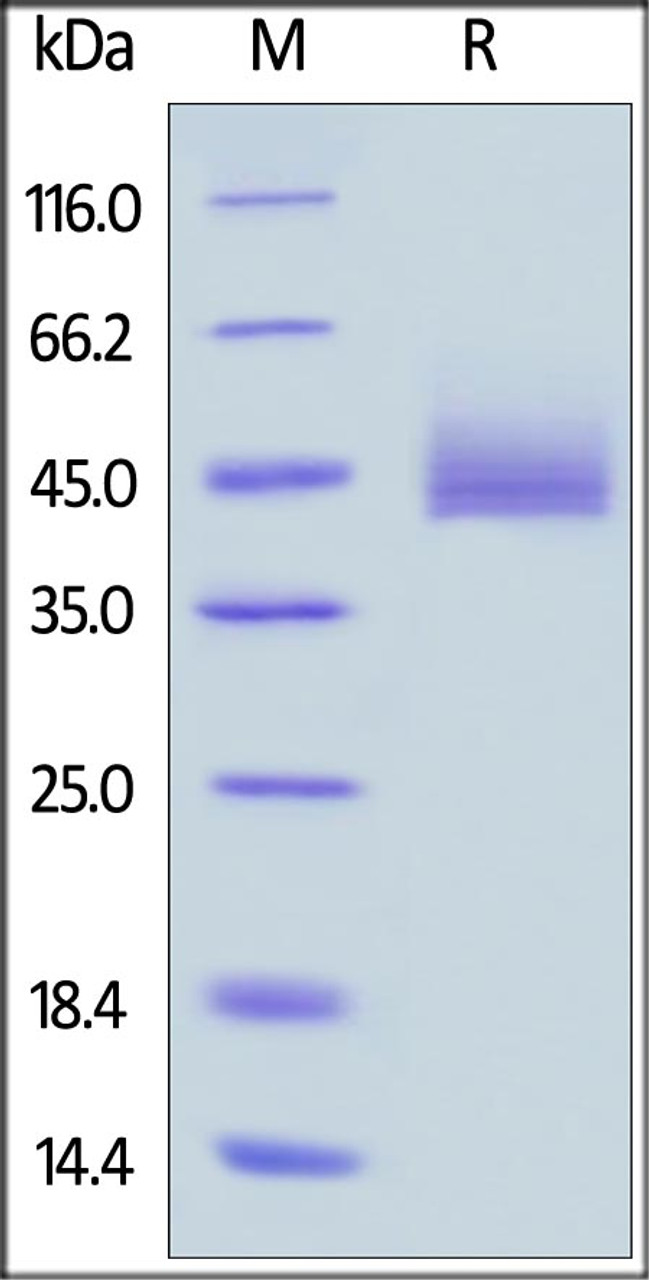 Human CD3E&CD3G Heterodimer Protein, Fc, His Tag&Fc, Flag Tag (MALS verified) on SDS-PAGE under reducing (R) condition. The gel was stained overnight with Coomassie Blue. The purity of the protein is greater than 95%.