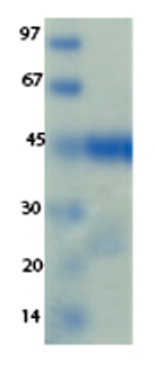 SARS-CoV-2 (COVID-19) NSP1 Recombinant Protein | 20-255