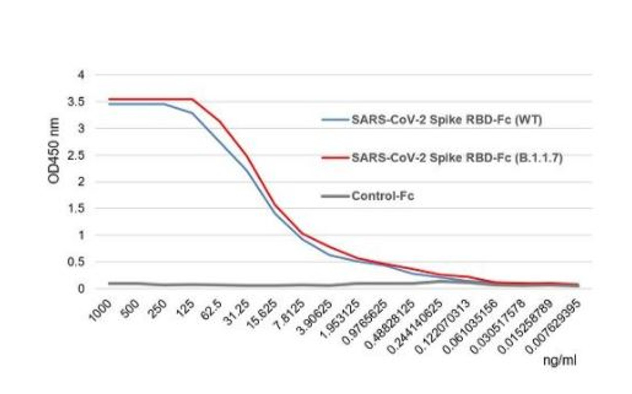 SARS-CoV-2 Spike Protein S1 (RBD) :Fc (human) (rec.) (B.1.1.7 Variant, UK) binds to the receptor ACE2 (human) (rec.) slightly stronger than SARS-CoV-2 Spike Protein S1 (RBD) :Fc (human) (rec.) (WT) .