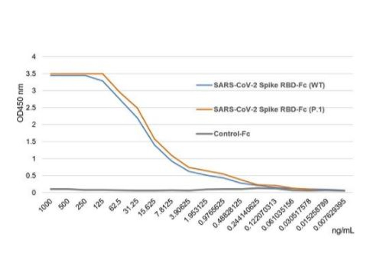 SARS-CoV-2 Spike Protein S1 (RBD) :Fc (human) (rec.) (P.1 Variant, BR) binds to the receptor ACE2 (human) (rec.) slightly stronger than SARS-CoV-2 Spike Protein S1 (RBD) :Fc (human) (rec.) (WT) .