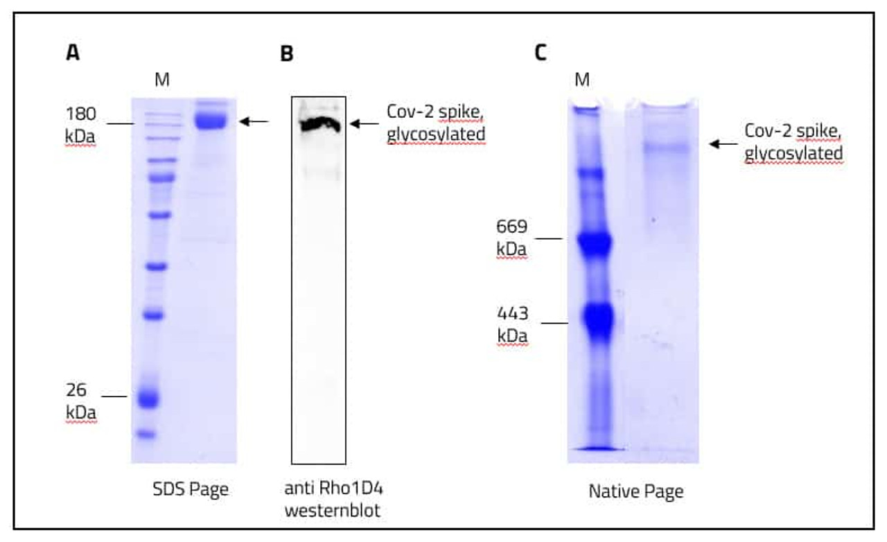 Figure 1: Data from our lab regarding SPIKE stabilized in a detergent mycelle.<br>A: SDS-Page of purified SPIKE in detergent mycelle.<br>B: Western blot of Rho1d4 tagged SPIKE, originated from the SDS Page seen in "A"<br>C: Native protein Gel of purified and stabilized SPIKE in detergent mycelles.