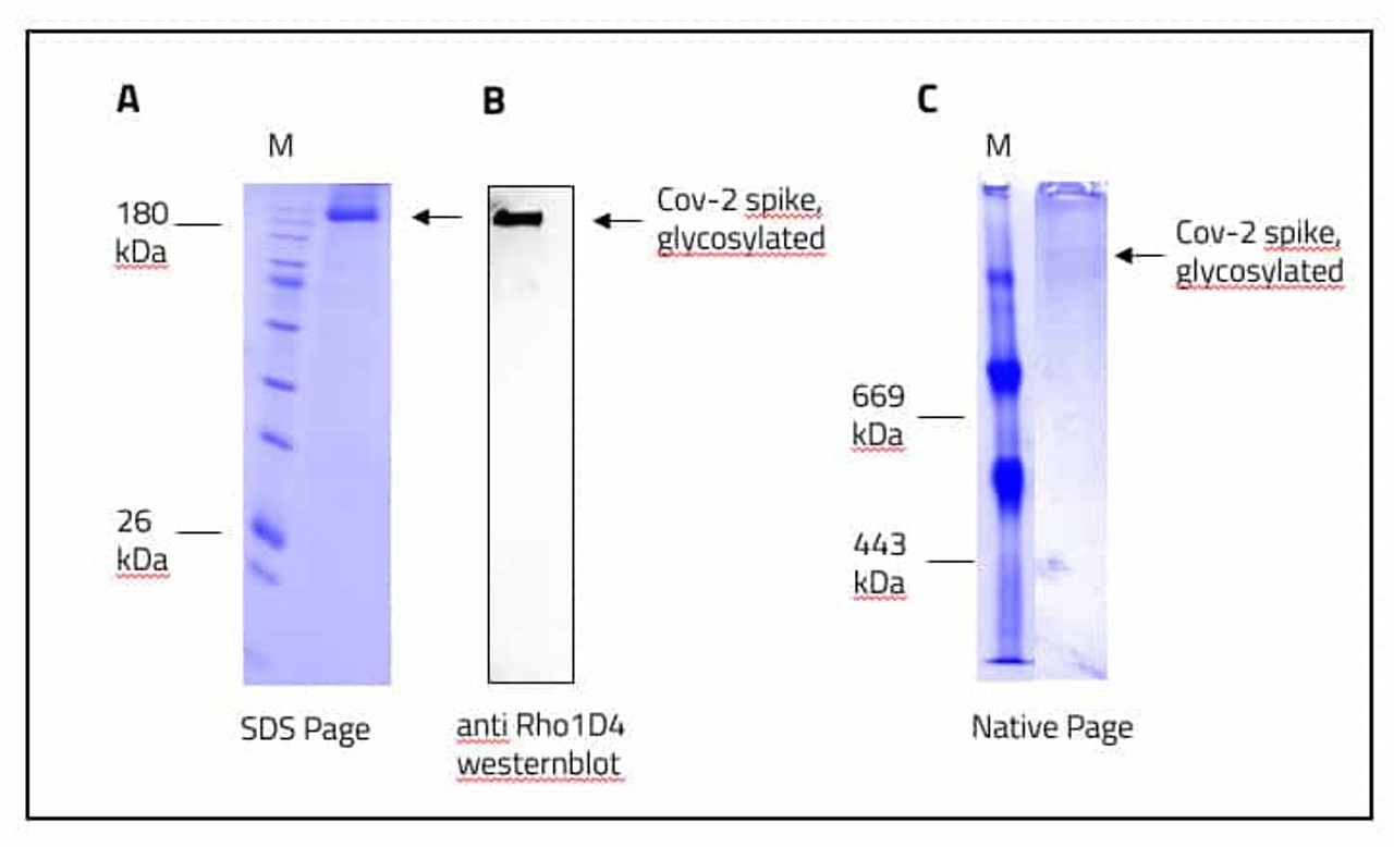 Figure 1: Data from our lab regarding SPIKE stabilized and purified in synthetic nanodiscs (Dibma Glycerol) .<br>A: SDS of SPIKE in synthetic nanodisc.<br>B: Western blot of Rhot1d4 tagged SPIKE, originated from the SDS Page seen in "A"<br>C: Native protein Gel of purified and stabilized SPIKE in synthetic nanodisc.