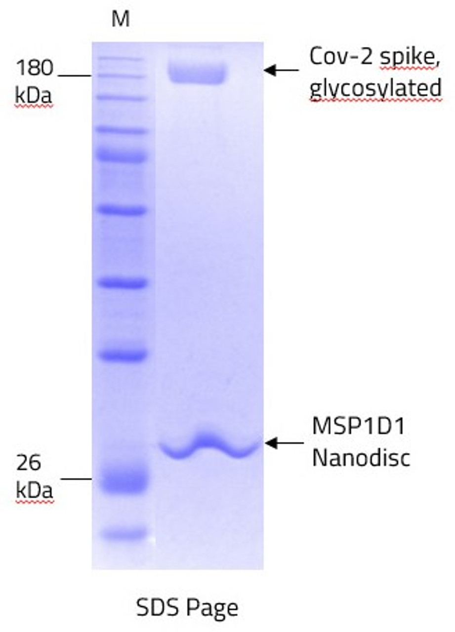 Figure 1: SDS Page of purified SPIKE protein in MSP1D1 nanodiscs. The band that represents the MSP protein can also be seen.