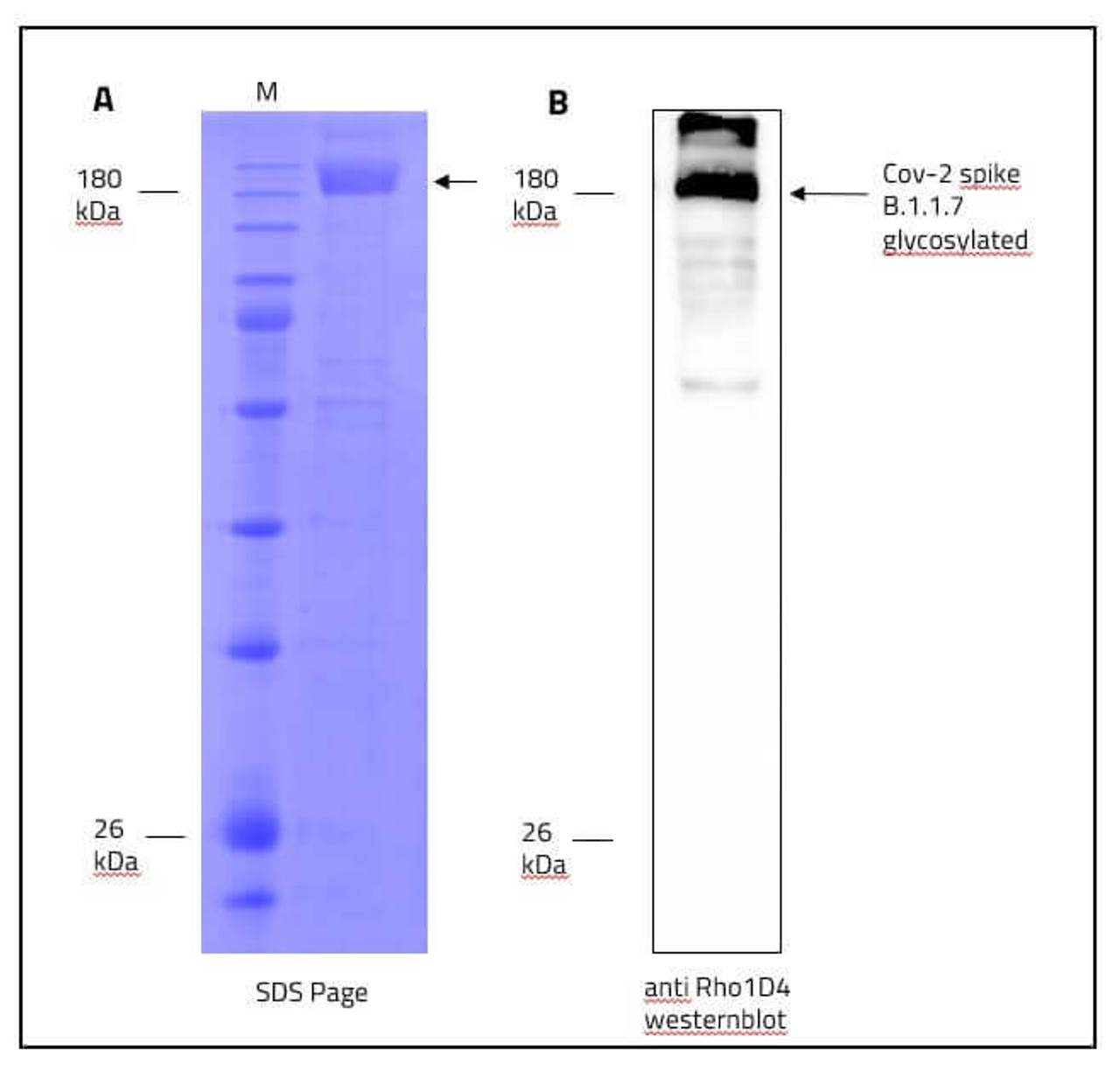 Figure 1: Data from our lab regarding SPIKE stabilized in a detergent mycelle.<br>A: SDS-Page of purified SPIKE in detergent mycelle.<br>B: Western blot of Rho1d4 tagged SPIKE, originated from the SDS Page seen in "A".