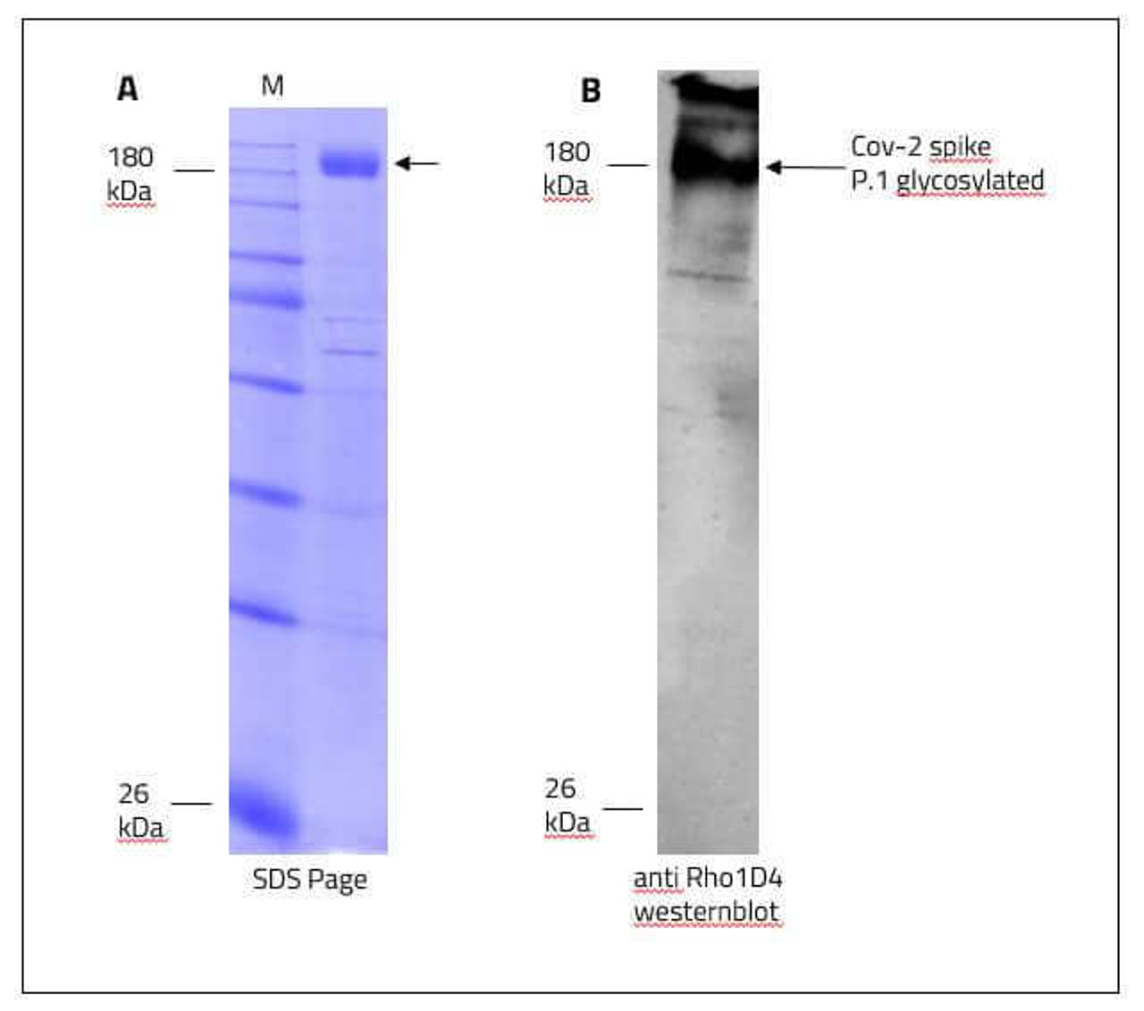 Figure 1: Data from our lab regarding SPIKE stabilized in a detergent mycelle.<br>A: SDS-Page of purified SPIKE in detergent mycelle.<br>B: Western blot of Rho1d4 tagged SPIKE, originated from the SDS Page seen in "A".