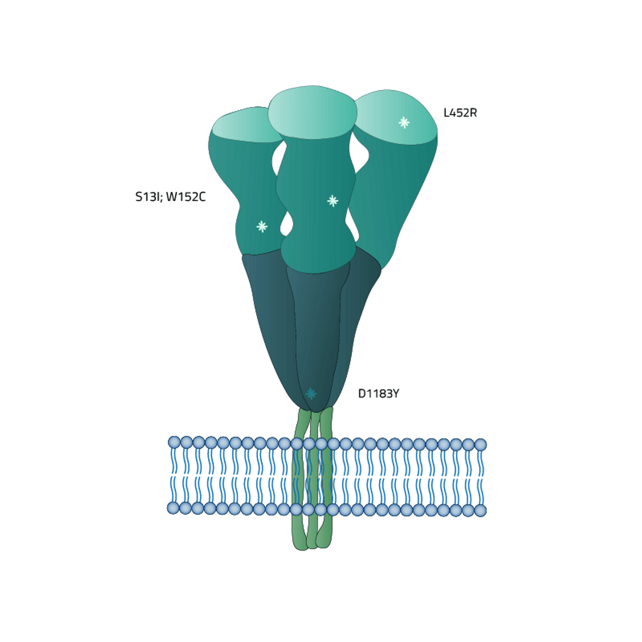 SARS-CoV-2 (COVID-19) Full-Length Epsilon Variant (B.1.429, Ca) Spike Recombinant Protein | 21-822