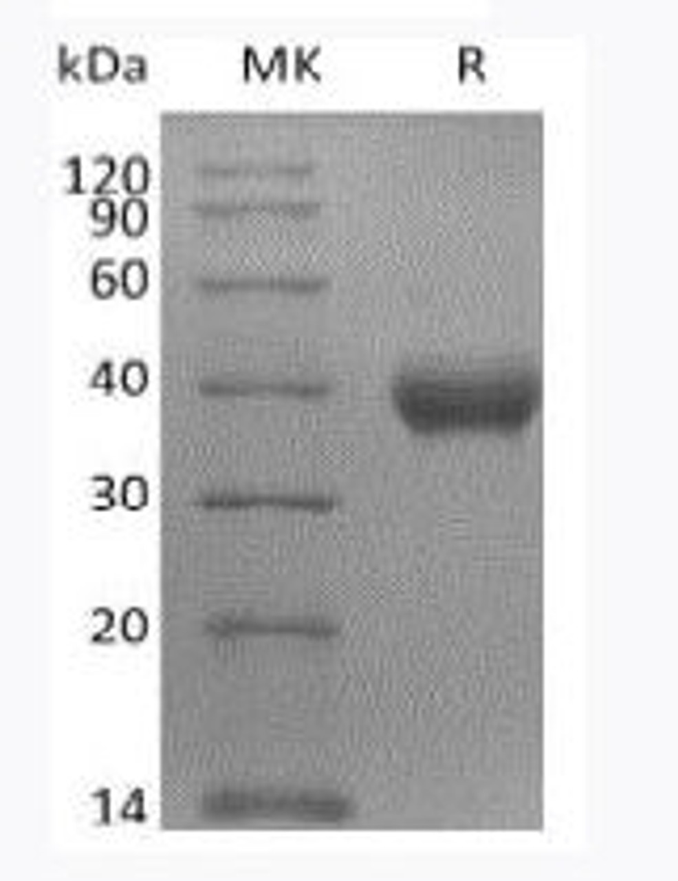 Greater than 95% as determined by reducing SDS-PAGE/SEC-HPLC.