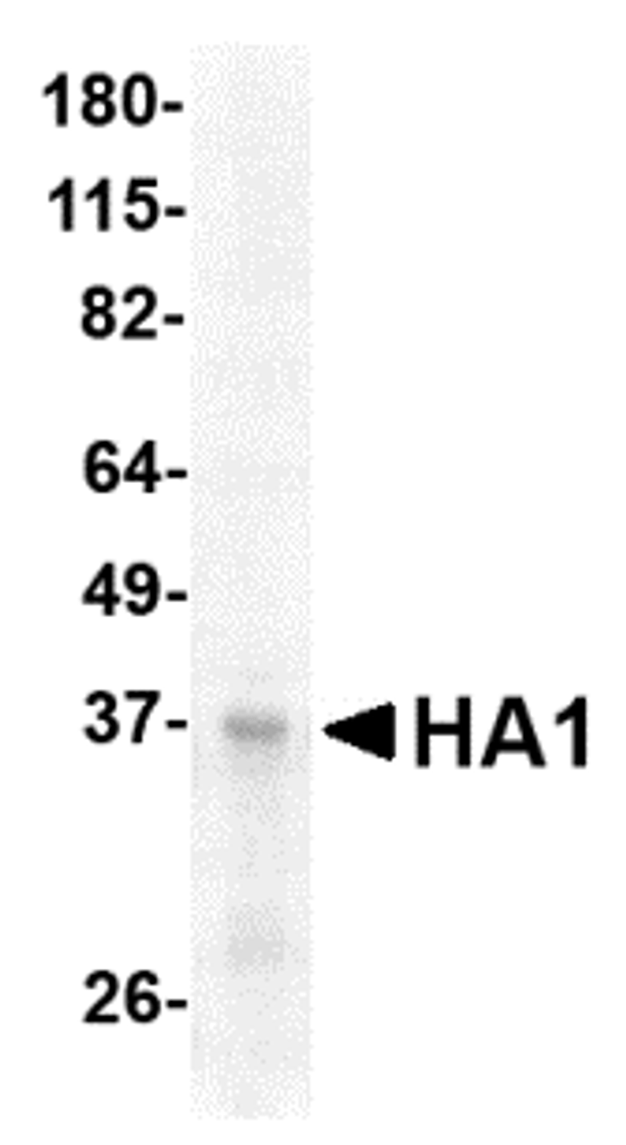 SDS-PAGE analysis of Avian Influenza (H5) Hemagglutinin subunit HA1 on Coomassie Blue-stained 4-20% gradient gel.