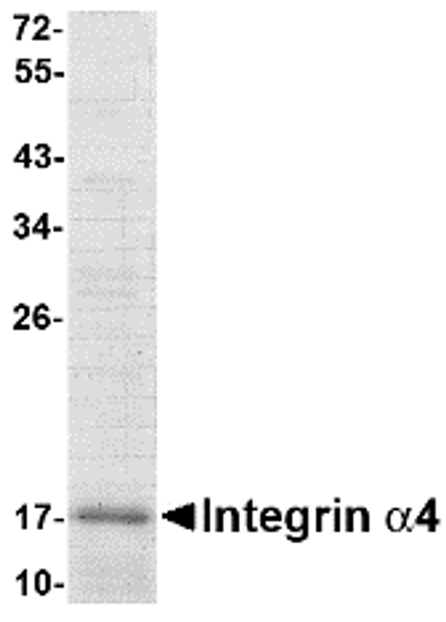 SDS-PAGE analysis of recombinant Integrin alpha 4 fragment on Coomassie Blue-stained 4-20% gradient gel.