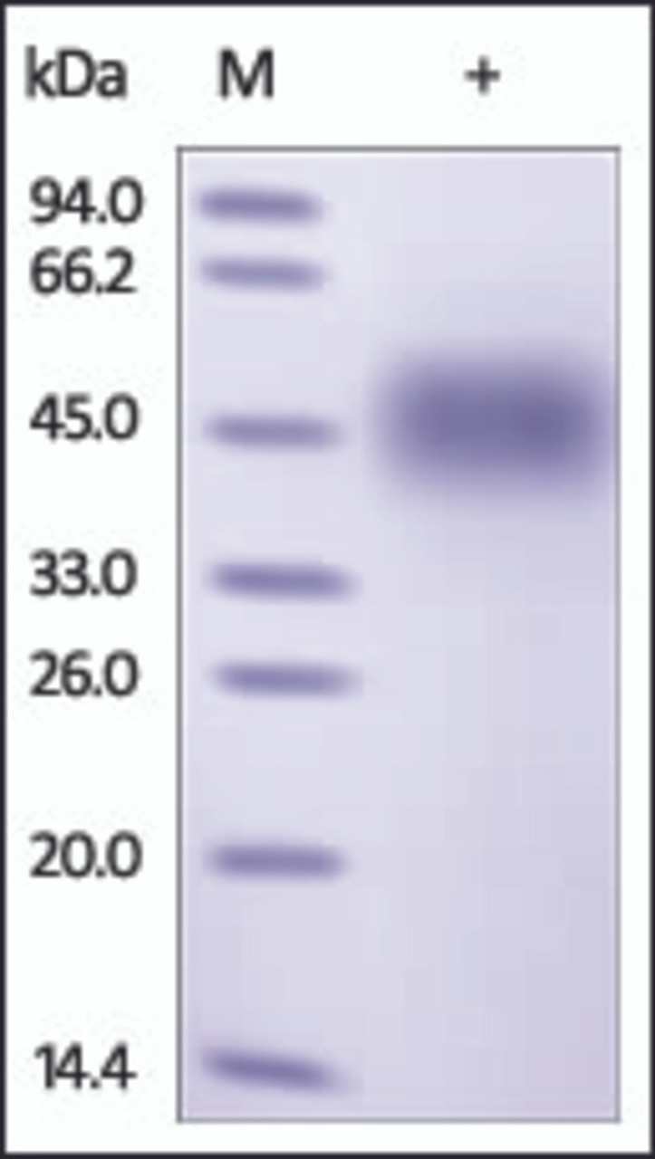 The purity of rh CD244 / 2B4 / SLAMF4 was determined by DTT-reduced (+) SDS-PAGE and staining overnight with Coomassie Blue.