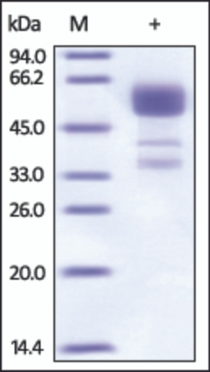 The purity of rh CD137 Fc Chimera was determined by DTT-reduced (+) SDS-PAGE and staining overnight with Coomassie Blue.