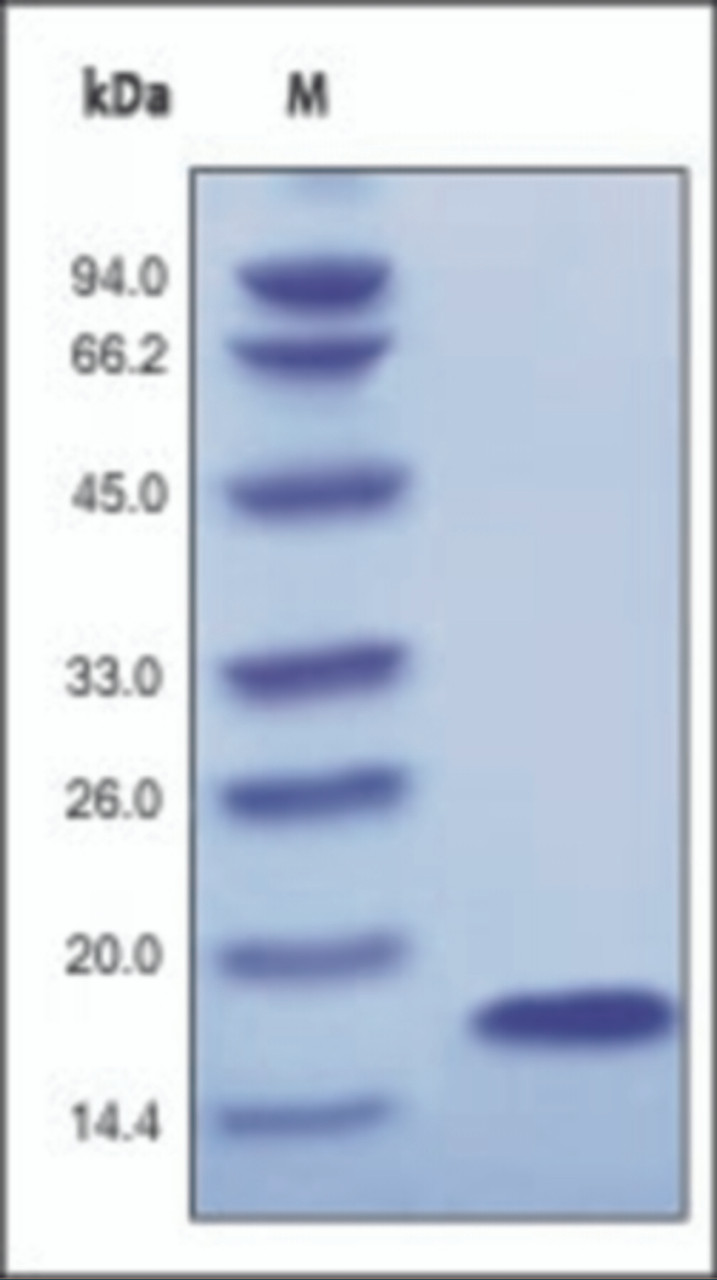 The purity of rh-aFGF was determined by DTT-reduced (+) SDS-PAGE and staining overnight with Coomassie Blue.