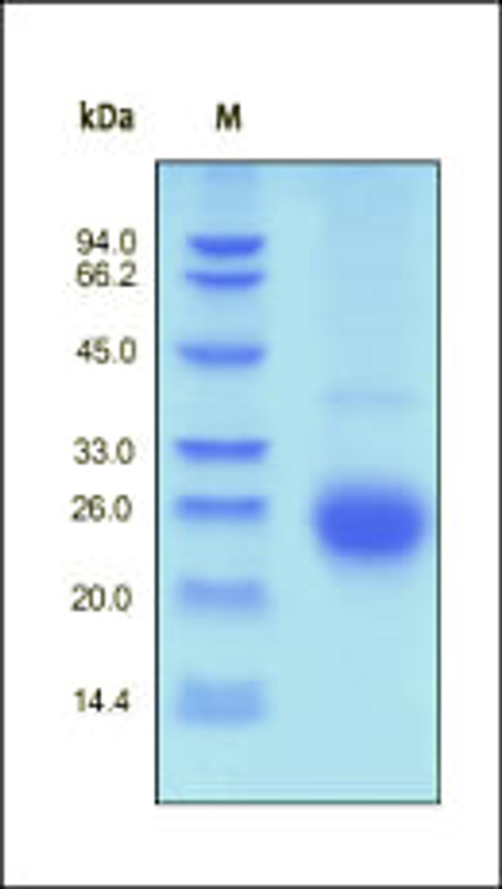 Human ALK-1, His Tag on SDS-PAGE under reducing (R) condition. The gel was stained overnight with Coomassie Blue. The purity of the protein is greater than 97%.