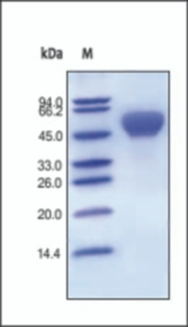 The purity of rh ALK3 Fc Chimera was determined by DTT-reduced (+) SDS-PAGE and staining overnight with Coomassie Blue.