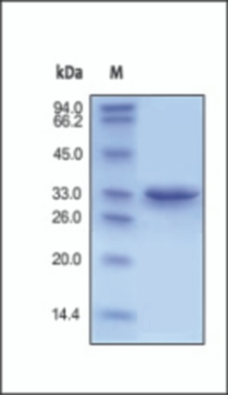 The purity of rh ANXA5 was determined by DTT-reduced (+) SDS-PAGE and staining overnight with Coomassie Blue.