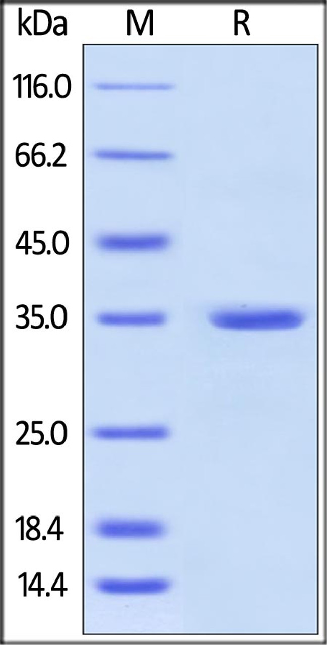 Human Annexin A5, His Tag on SDS-PAGE under reducing (R) condition. The gel was stained overnight with Coomassie Blue. The purity of the protein is greater than 98%.