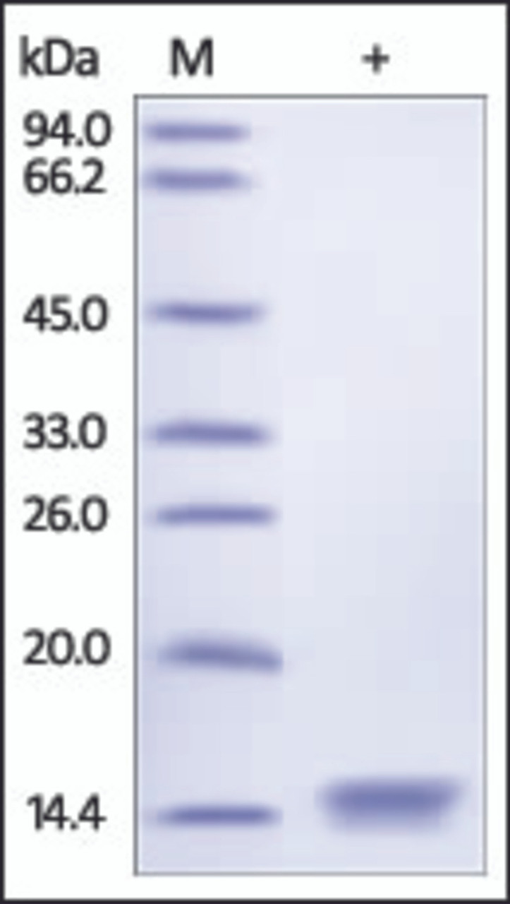 The purity of Rat B2M was determined by DTT-reduced (+) SDS-PAGE and staining overnight with Coomassie Blue.
