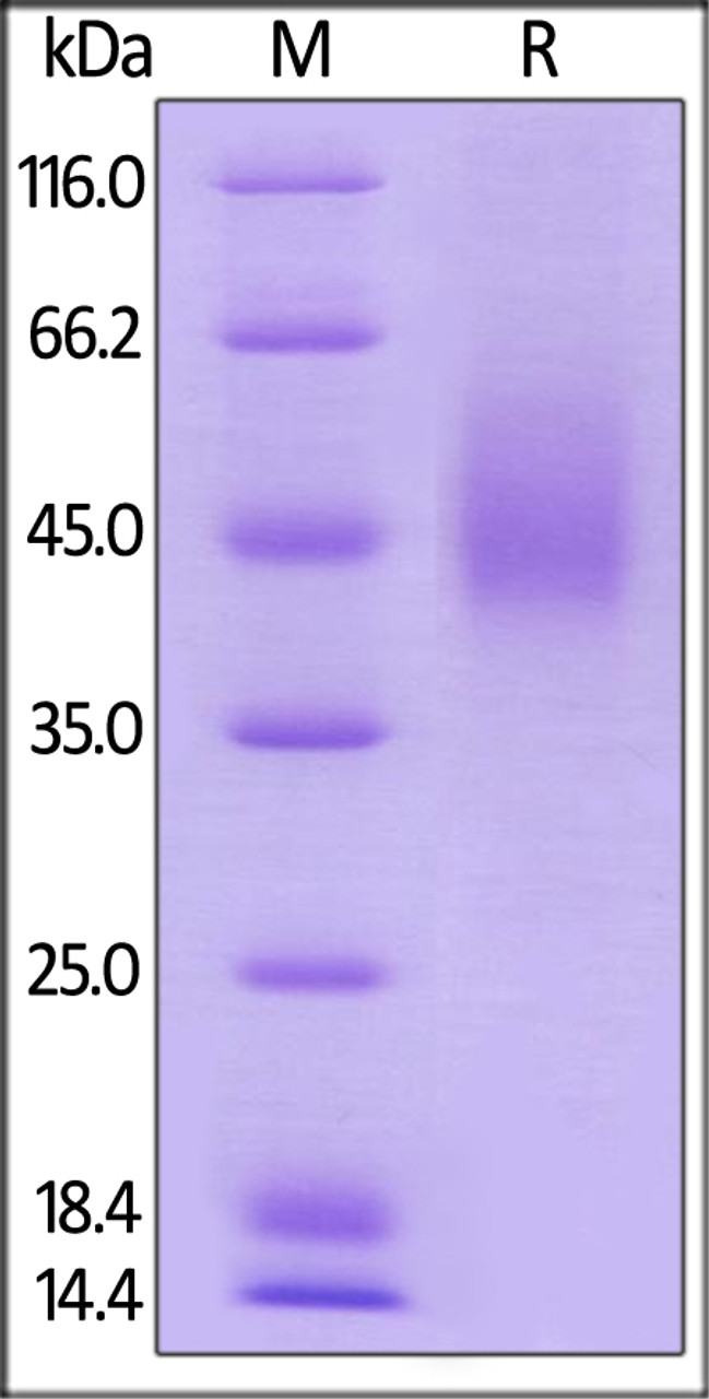 Human B7-1, His Tag on SDS-PAGE under reducing (R) condition. The gel was stained overnight with Coomassie Blue. The purity of the protein is greater than 90%.