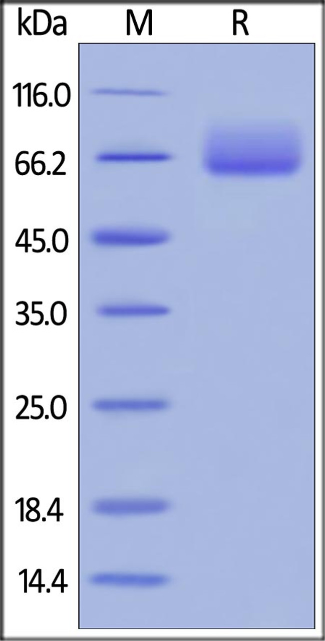 Human B7-1, Fc Tag (HPLC-verified) on SDS-PAGE under reducing (R) condition. The gel was stained overnight with Coomassie Blue. The purity of the protein is greater than 95%.