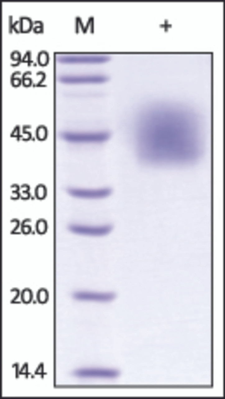 The purity of rh ICOSLG / B7H2 was determined by DTT-reduced (+) SDS-PAGE and staining overnight with Coomassie Blue.