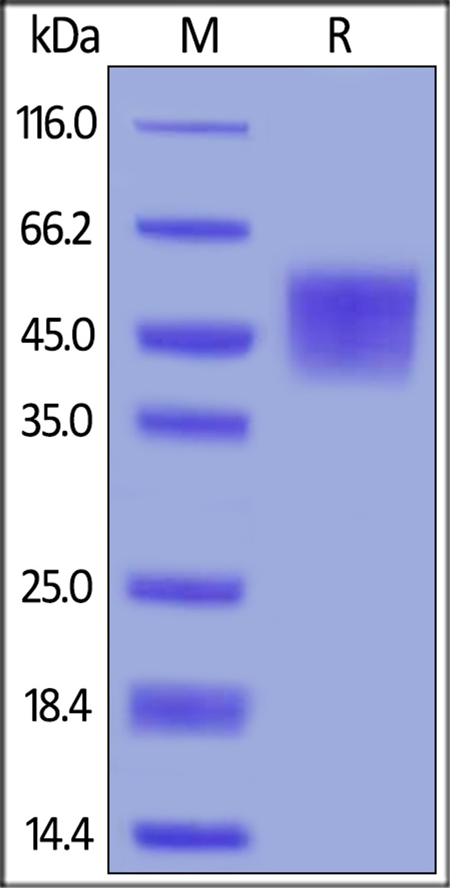 Human B7-H4, His Tag on SDS-PAGE under reducing (R) condition. The gel was stained overnight with Coomassie Blue. The purity of the protein is greater than 95%.