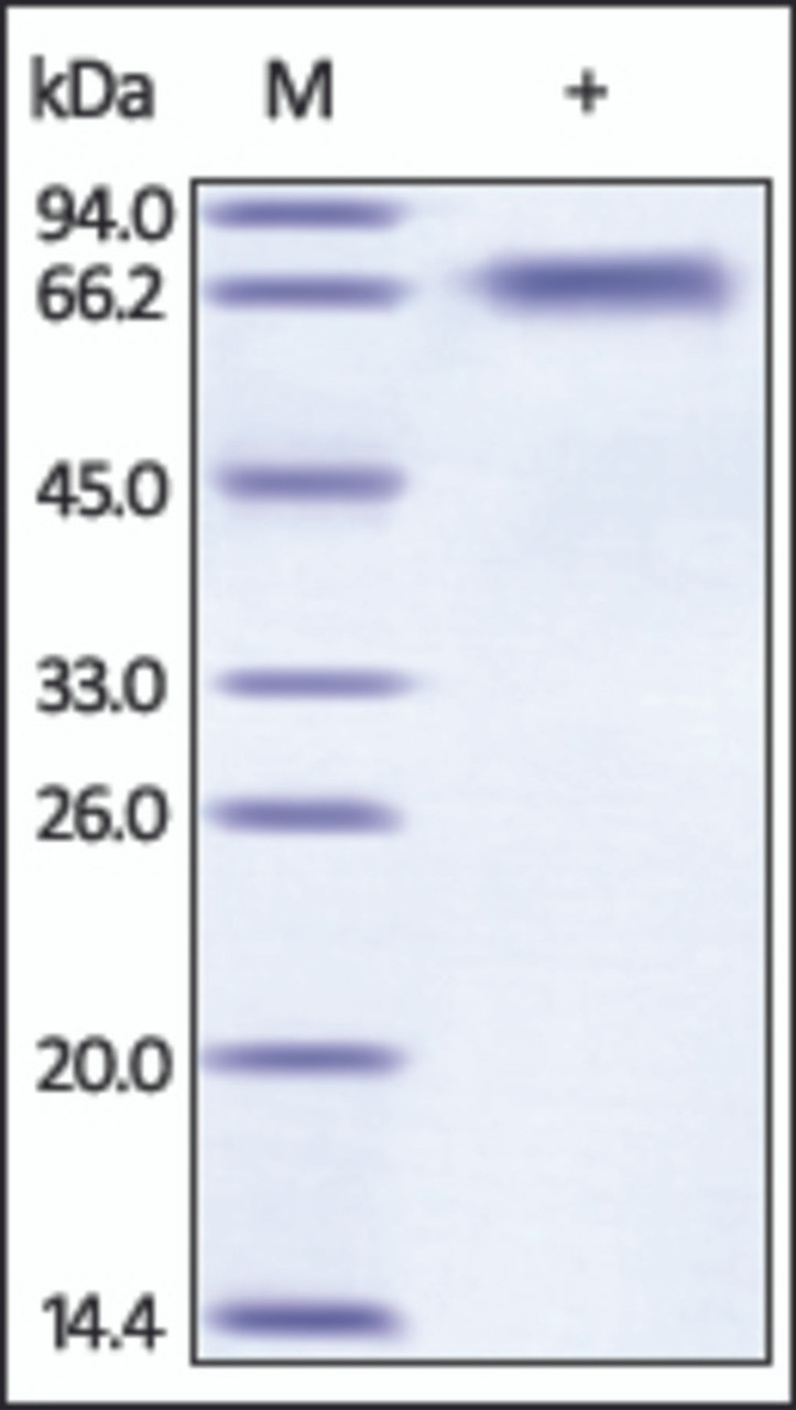 The purity of rh BACE1 was determined by DTT-reduced (+) SDS-PAGE and staining overnight with Coomassie Blue.