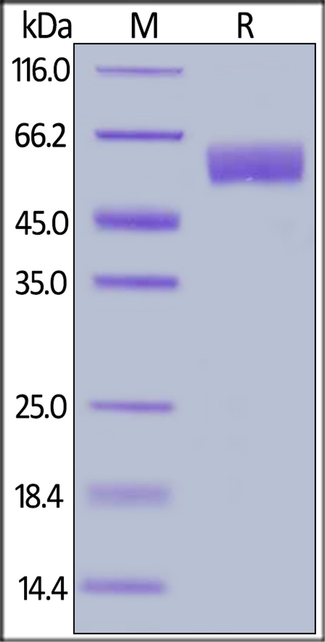 Human BACE-1, His Tag on SDS-PAGE under reducing (R) condition. The gel was stained overnight with Coomassie Blue. The purity of the protein is greater than 95%.