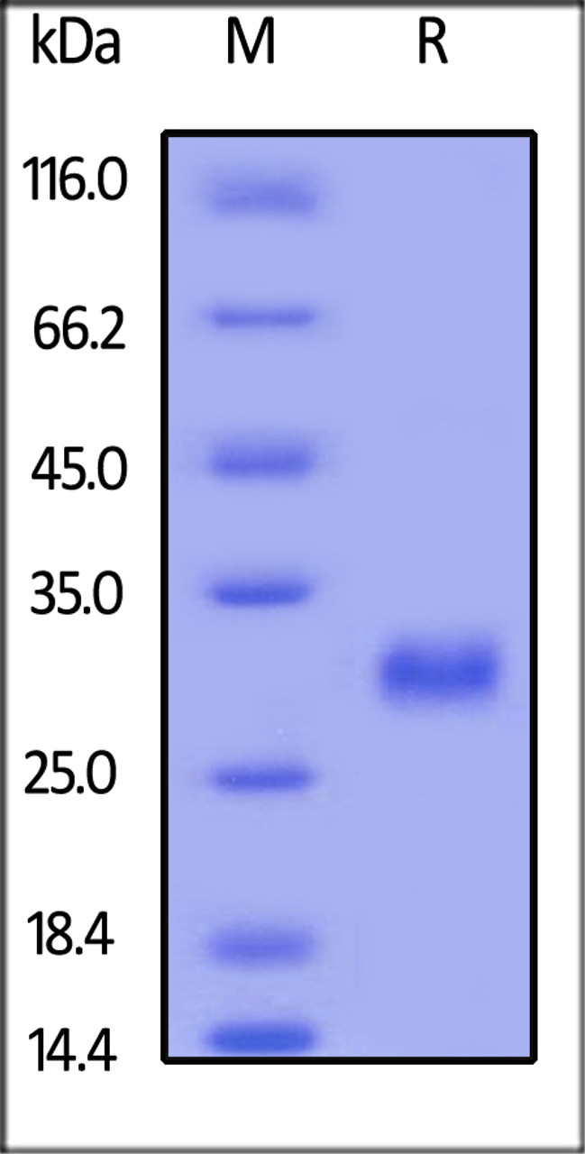 Human CD40, His Tag on SDS-PAGE under reducing (R) condition. The gel was stained overnight with Coomassie Blue. The purity of the protein is greater than 95%.