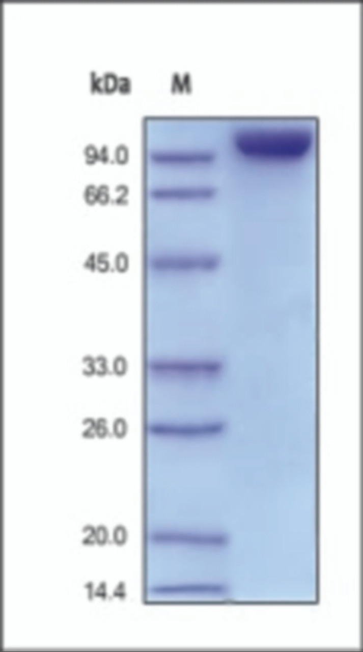 The purity of rh CD31 Fc Chimera was determined by DTT-reduced (+) SDS-PAGE and staining overnight with Coomassie Blue.
