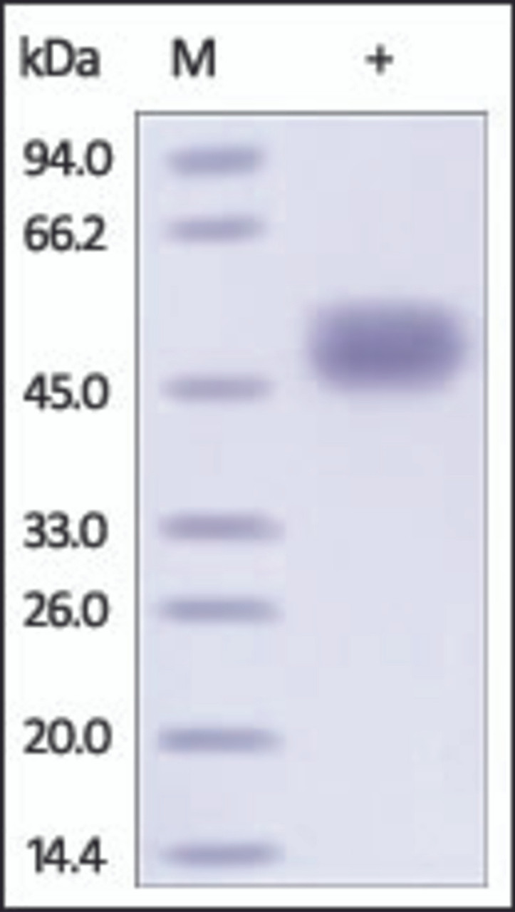 The purity of rh CD14 was determined by DTT-reduced (+) SDS-PAGE and staining overnight with Coomassie Blue.