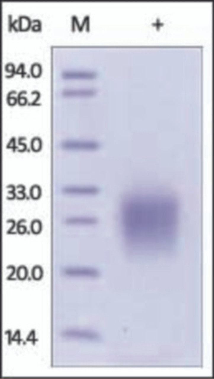 The purity of rh CD74 was determined by DTT-reduced (+) SDS-PAGE and staining overnight with Coomassie Blue.