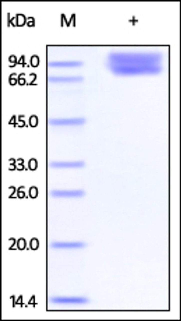 Cynomolgus / Rhesus macaque B7-2, Fc Tag on SDS-PAGE under reducing (R) condition. The gel was stained overnight with Coomassie Blue. The purity of the protein is greater than 95%.