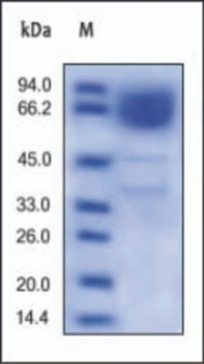 The purity of rhCD36 was determined by reduced SDS-PAGE and staining overnight with Coomassie Blue.