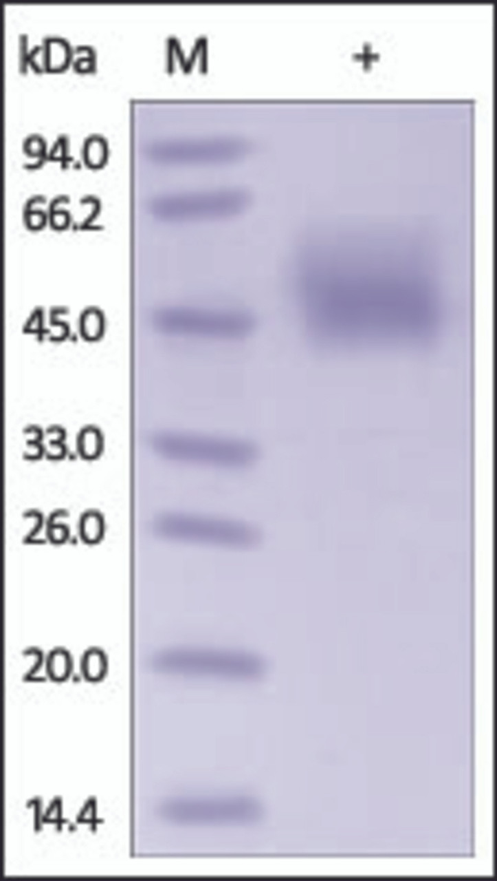 The purity of rh B7-2 /CD86 was determined by DTT-reduced (+) SDS-PAGE and staining overnight with Coomassie Blue.