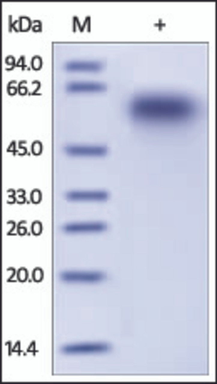 The purity of rh CD46 was determined by DTT-reduced (+) SDS-PAGE and staining overnight with Coomassie Blue.