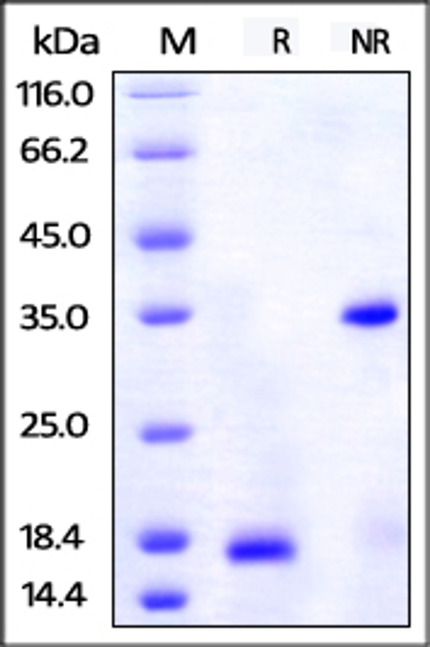 Human ALCAM, His Tag on SDS-PAGE under reducing (R) and no-reducing (NR) conditions. The gel was stained overnight with Coomassie Blue. The purity of the protein is greater than 95%.