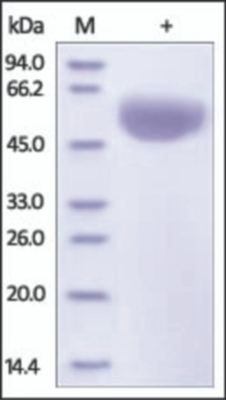 The purity of rh CD47 Fc Chimera was determined by DTT-reduced (+) SDS-PAGE and staining overnight with Coomassie Blue.