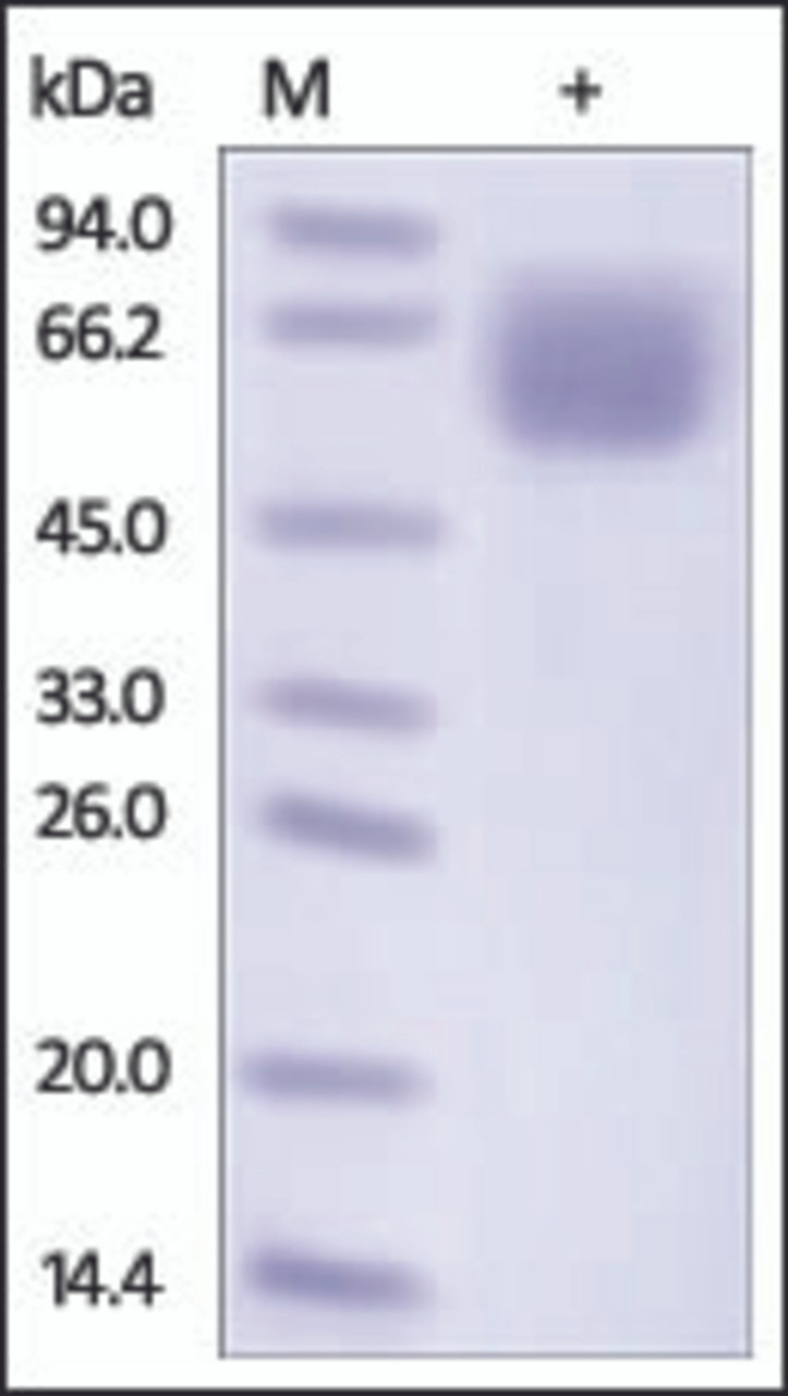 The purity of rh CD98 was determined by DTT-reduced (+) SDS-PAGE and staining overnight with Coomassie Blue.