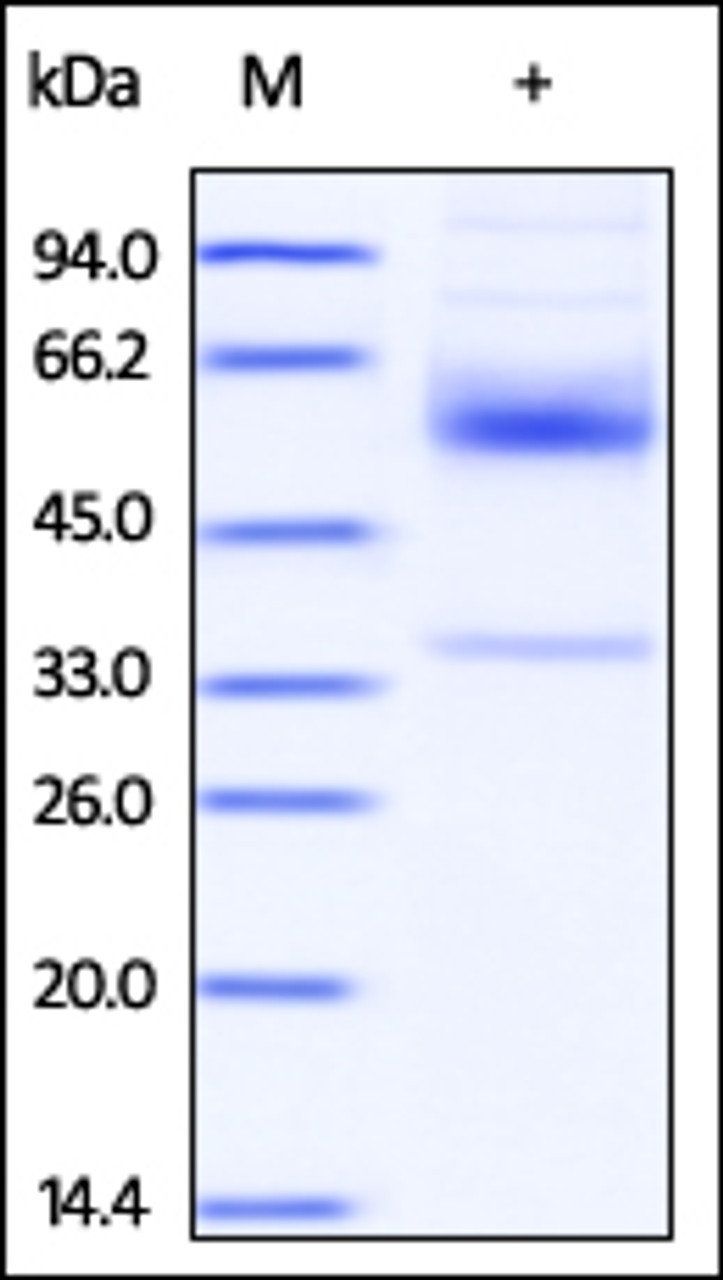 The purity of rh CD79b /B29 Fc Chimera was determined by DTT-reduced (+) SDS-PAGE and staining overnight with Coomassie Blue.